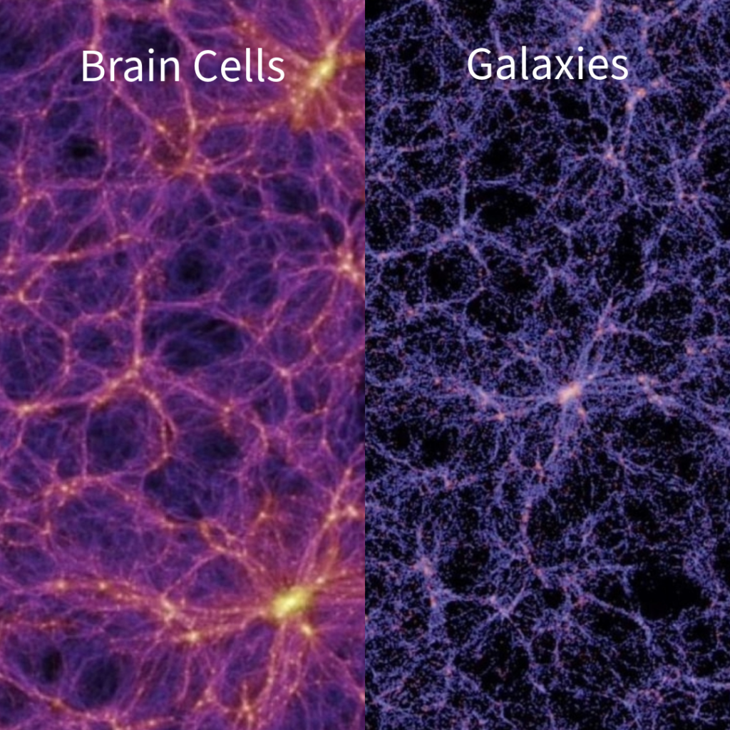 A split-image comparison showing two visually similar structures. The left side depicts a detailed view of neural networks in the human brain, with glowing nodes and purple filaments. The right side shows the cosmic web, showcasing the large-scale structure of the universe with bright nodes and blueish-purple threads connecting them. This highlights the striking resemblance between neural connections and the cosmic web, emphasizing the interconnected and intricate nature of these vastly different yet visually analogous systems
