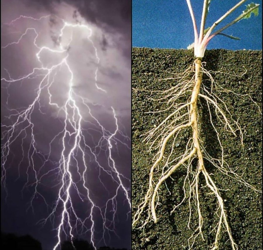 A split-image comparison showing a lightning bolt and a plant root system. The left side depicts a dramatic lightning strike against a dark sky, with bright, branching tendrils of light. The right side shows the intricate root system of a plant, with similar branching patterns extending through the soil. This visual emphasizes the similarity in branching structures found in both natural electrical phenomena and biological growth.
