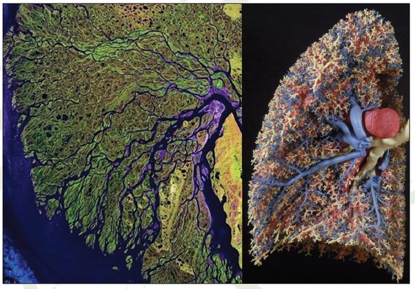 A split-image comparison showing the branching patterns of a river delta and human lungs. The left side presents an aerial view of a river delta, where multiple river channels spread out in a branching network. The right side shows the intricate structure of human lungs, with bronchi and bronchioles branching similarly. This image highlights the parallel between natural water flow systems and biological respiratory structures.